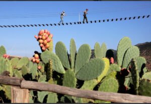 Highwire